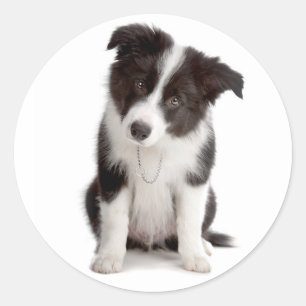 Black And White Border Collie Puppy Dog Classic Round Sticker