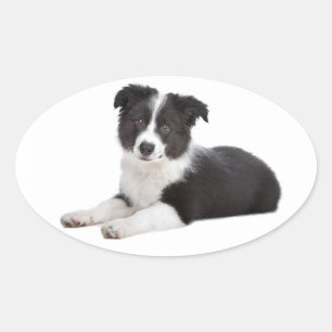 Black And White Border Collie Puppy Dog Oval Sticker