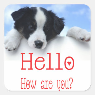 Black And White Border Collie Puppy Dog Red Hello Square Sticker