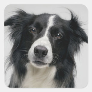Black And White Border Collie Puppy Dog Square Sticker