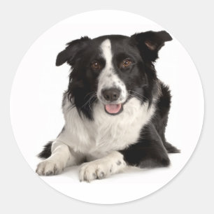 Black And White Border Collie Puppy Dog Sticker