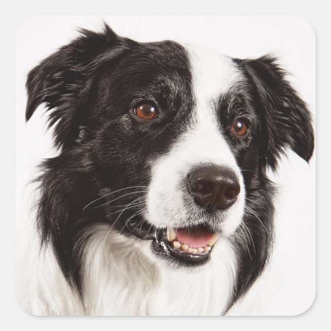 Black And White Border Collie Puppy Dog Stickers (Front)