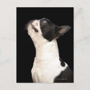 Black and white Boston Terrier looking up Postcard