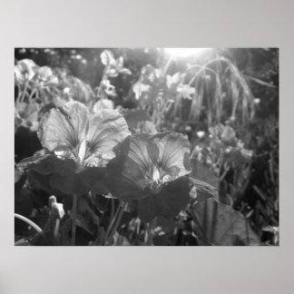 Black and White Brilliance Poster