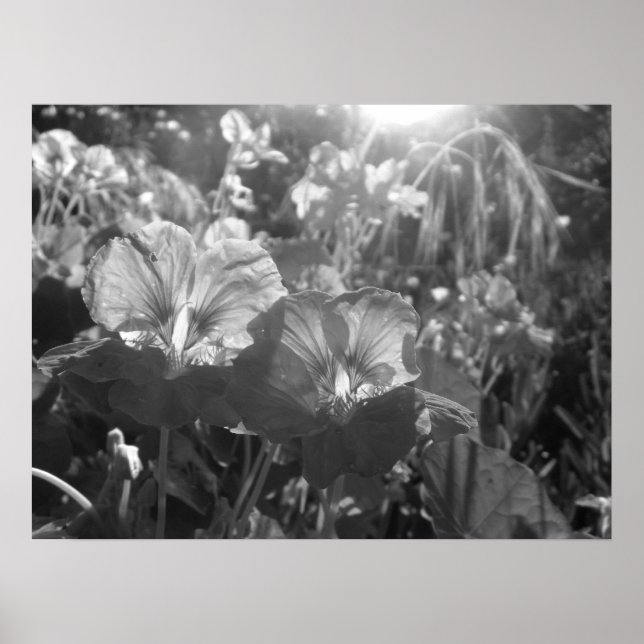 Black and White Brilliance Poster (Front)