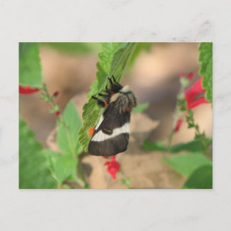 Black and White Buck Moth Postcard