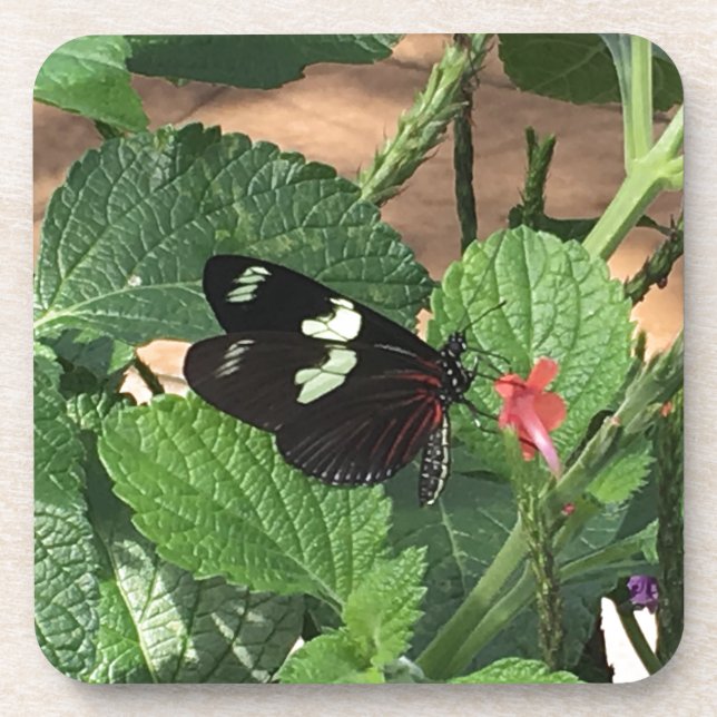 Black and white butterfly beauty coaster (Front)