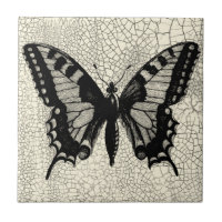 Black and White Butterfly on Cracked Background