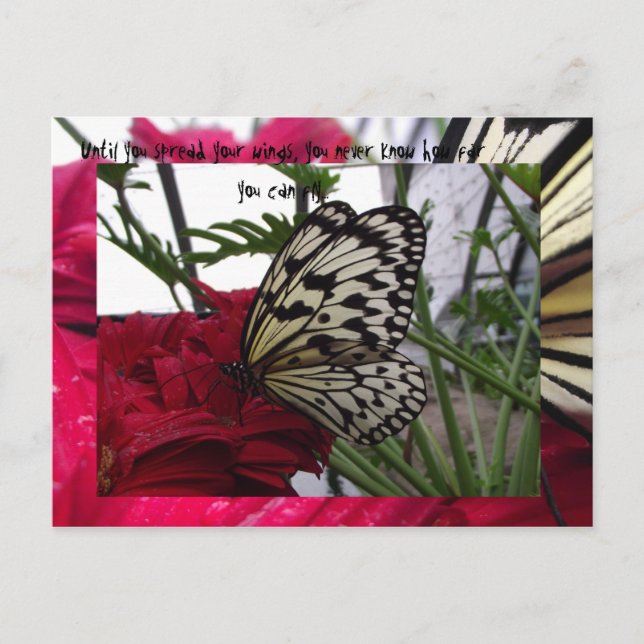Black and white butterfly postcard (Front)