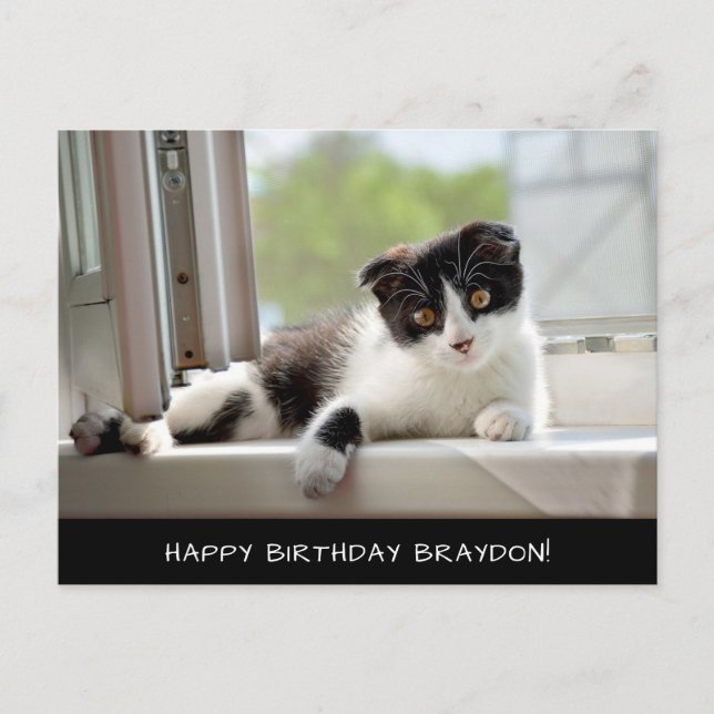 Black and White cat Birthday Postcard (Front)