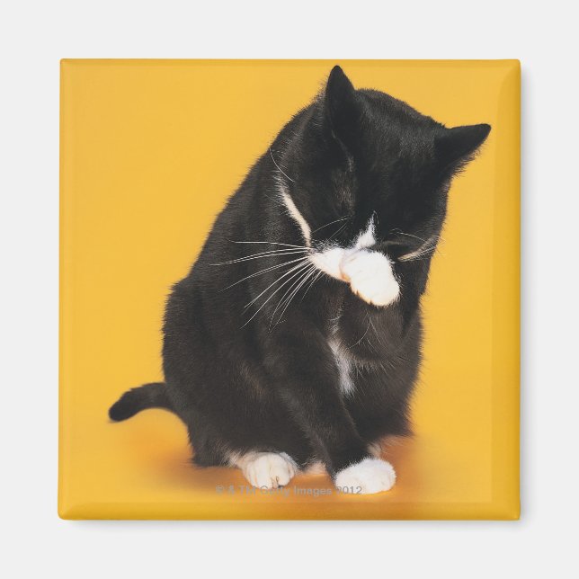 Black and White Cat cleaning face with paw Magnet (Front)