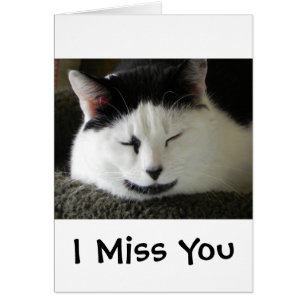 Black and White Cat Humour