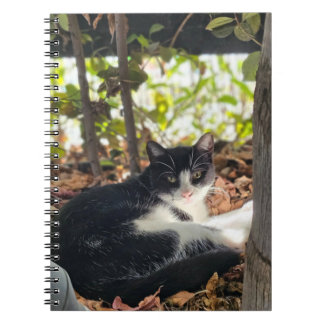 Black and White cat in a bush Notebook