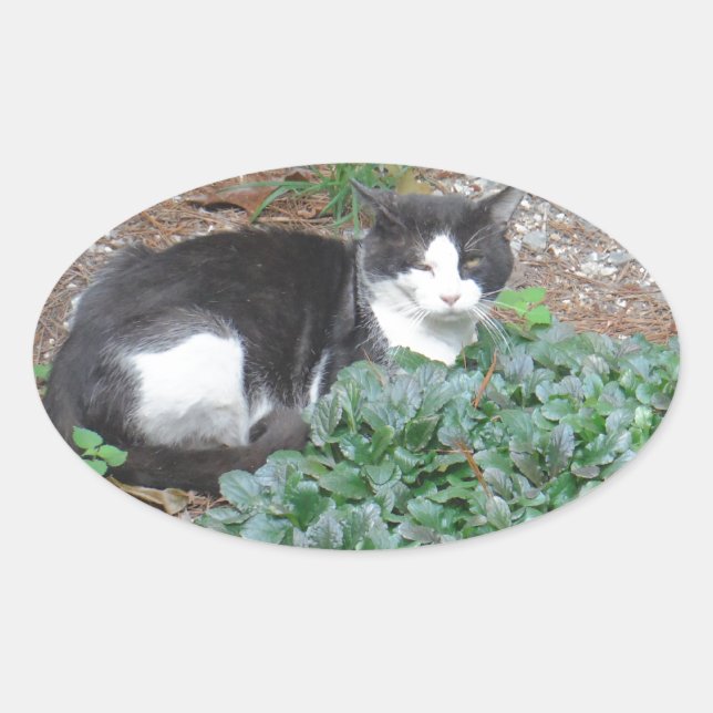 Black and white cat in greenery oval sticker (Front)