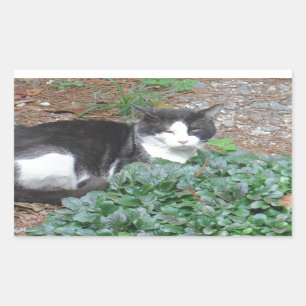 Black and white cat in greenery rectangular sticker