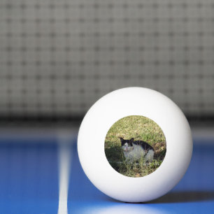 Black And White Cat In The Garden, Ping Pong Ball