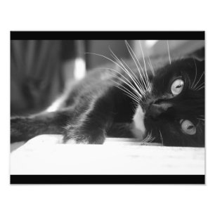 Black and White Cat Photo Print