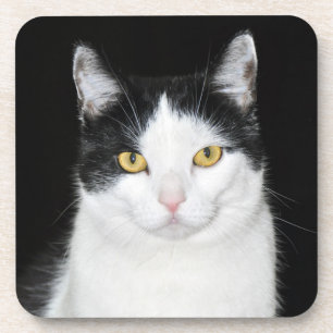 Black and White Cat Portrait Coaster