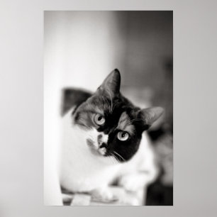 Black and white cat portrait poster