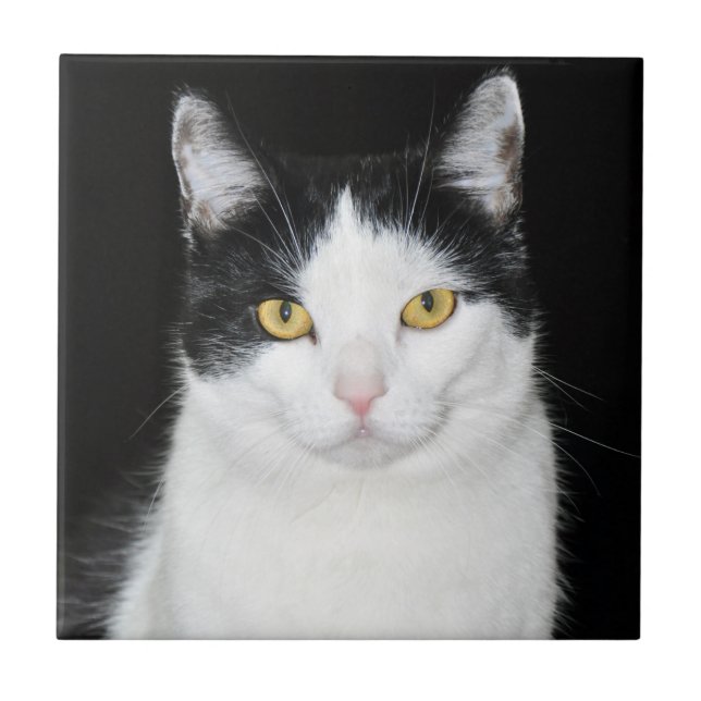 Black and White Cat Portrait Tile (Front)