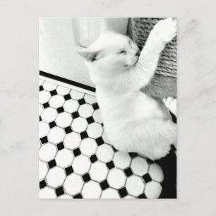 Black and White Cat Postcard