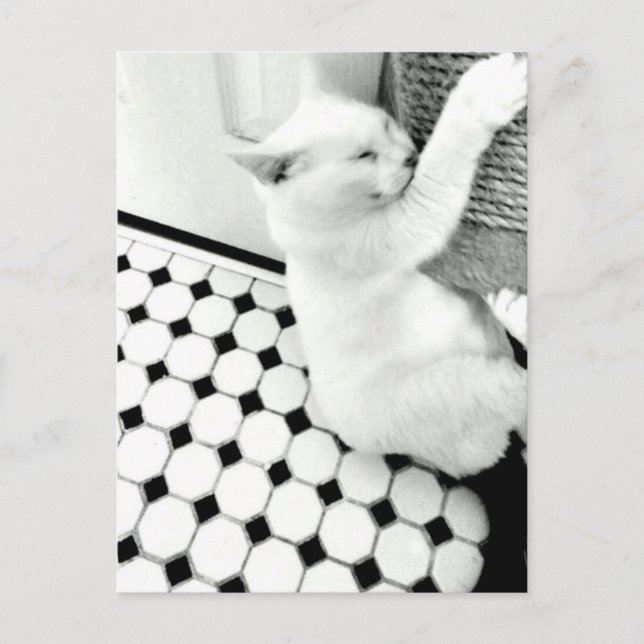Black and White Cat Postcard (Front)