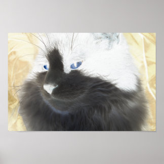 Black and White Cat Poster