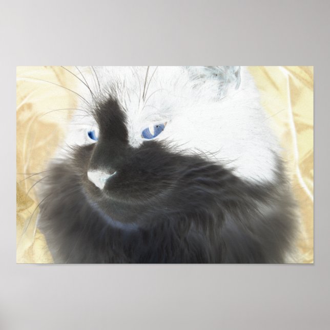 Black and White Cat Poster (Front)
