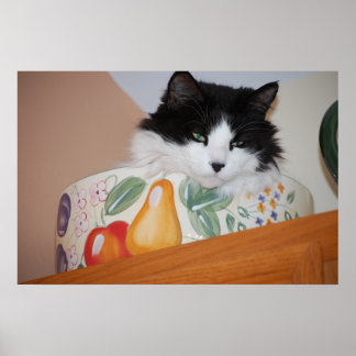 Black and White Cat Poster