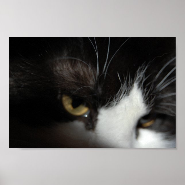 Black and White Cat Poster (Front)