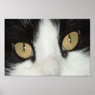 Black and White Cat Poster