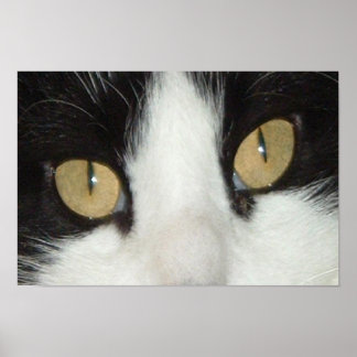 Black and White Cat Poster