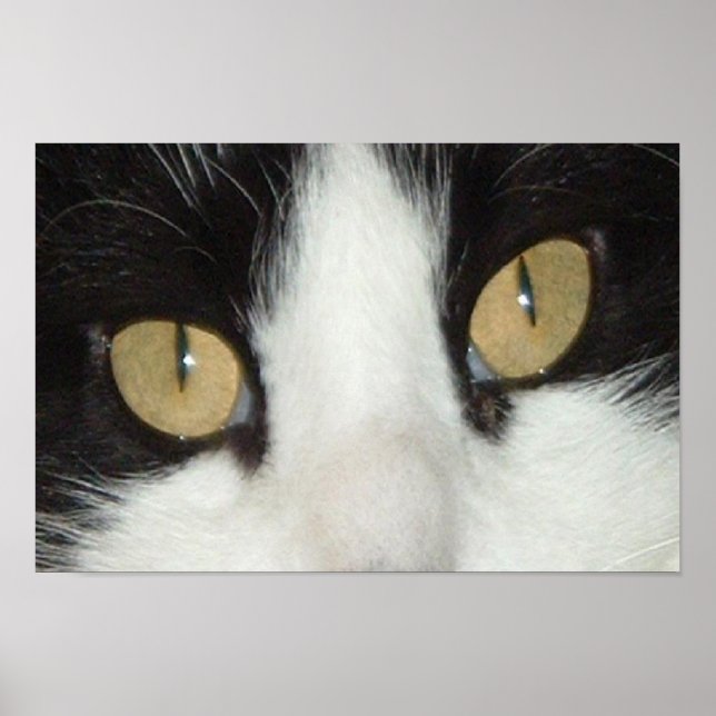 Black and White Cat Poster (Front)