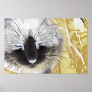 Black and White Cat Poster