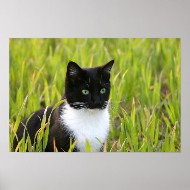 Black and White Cat Poster (Front)