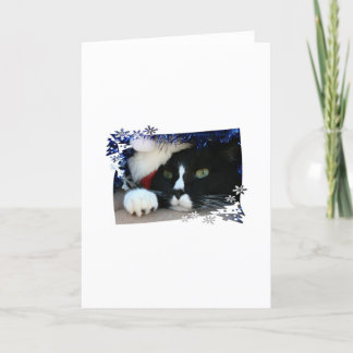 Black and white cat , santa hat, tinsel and a paw holiday card