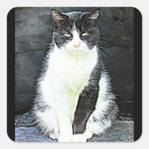 Black and White Cat Stickers