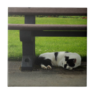 Black and White Cat Under Bench Tile