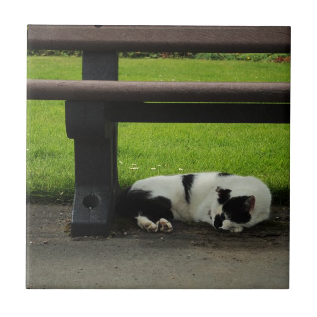 Black and White Cat Under Bench Tile (Front)