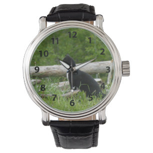 Black and White Cat Watch