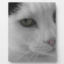 Black and white cats face