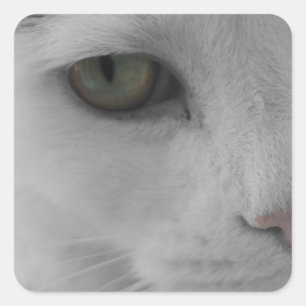 Black and white cats face square sticker