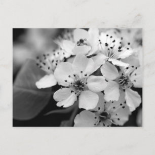 Black and White Cherry Blossom Postcard