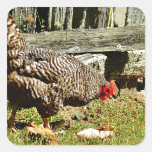 Black and white Chicken by fence Square Sticker