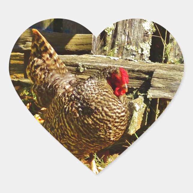 Black and white Chicken in farmyard Heart Sticker (Front)