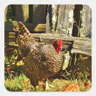 Black and white Chicken in farmyard Square Sticker