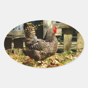 Black and white Chicken Oval Sticker