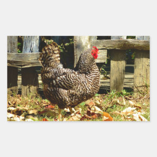 Black and white Chicken Rectangular Sticker