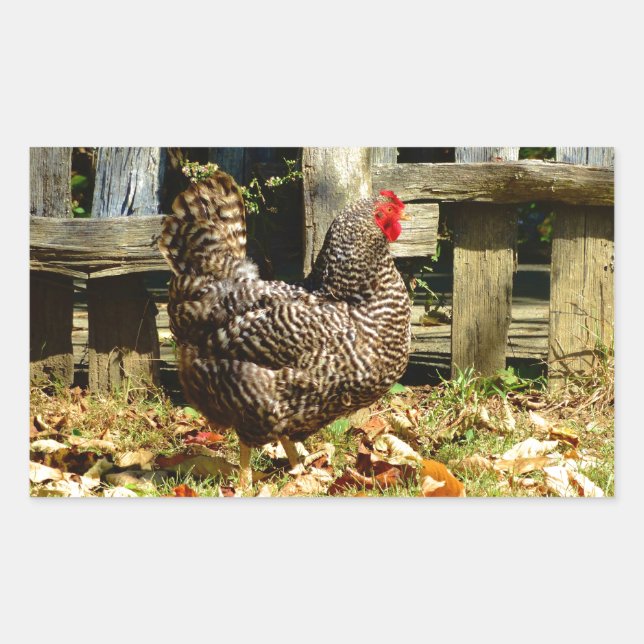 Black and white Chicken Rectangular Sticker (Front)