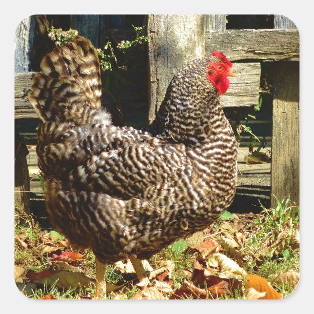 Black and white Chicken Square Sticker (Front)